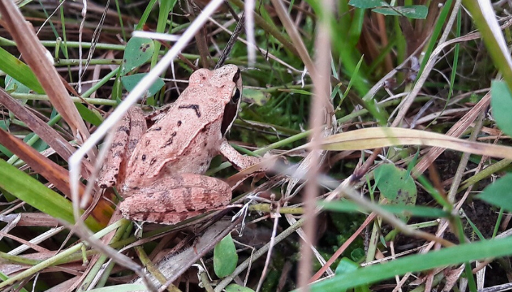 Soirée grenouilles et compagnie